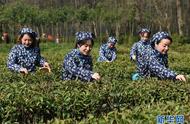 南京钟山雨花茶：春茶开采的盛事