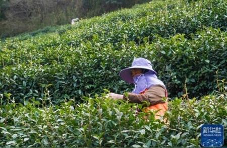 洞庭山的碧螺春：茶叶采摘季的到来