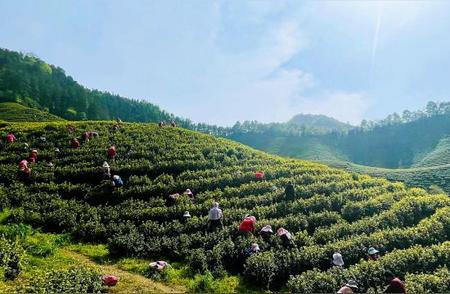 宣城旌德春季采茶之旅：体验上春山的茶文化