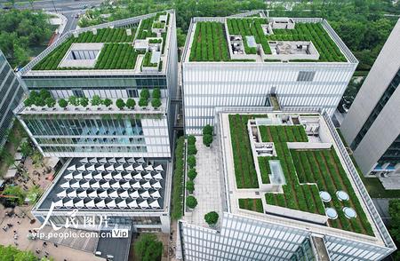 杭州写字楼顶部龙井茶种植，塑造城市新地标