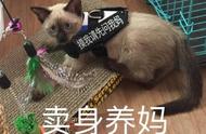 猫狗混血？挖煤工人的秘密生活揭秘