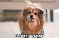 马尔济斯犬的流行趋势：为何越来越多的人选择养它？