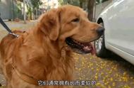 金毛犬的魅力何在？#养狗的乐趣你懂吗？