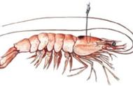 深海钓鱼课堂：活虾上饵的4种技巧分享