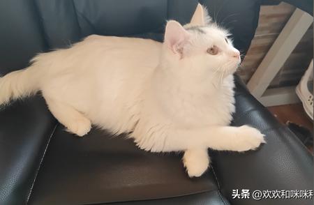 探秘猫界宝藏：六大温顺好养的洋猫品种大揭秘