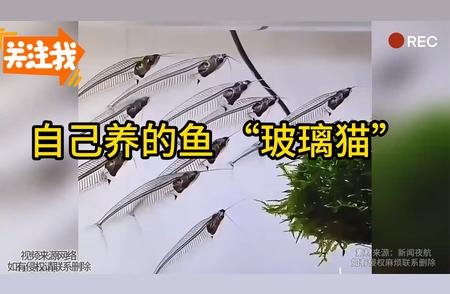 网友揭秘：独特的宠物鱼“玻璃猫”背后的故事