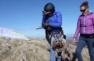 英国宠物犬高空滑翔机冒险之旅