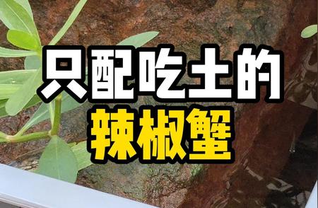 阳台生态缸里的辣椒蟹：培育良好素养的关键