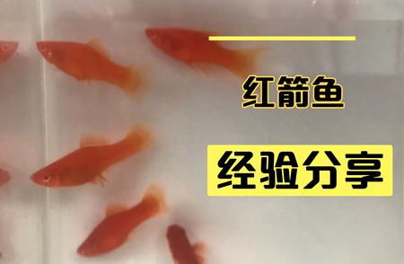 红箭鱼饲养攻略：如何轻松区分公母？