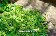 太平猴魁：神秘的茶叶传奇