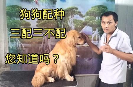 狗狗配种技巧：如何掌握好“三配三不配”？