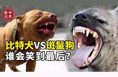 比特犬VS斑鬣狗：斗犬之王的终极挑战