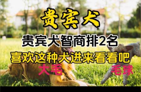 富人宠物之选：贵妇犬的独特魅力