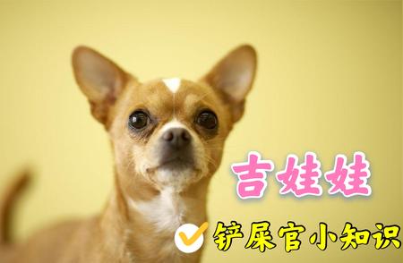 犬界小霸王吉娃娃：为什么有人爱之入骨，有人却避之不及？