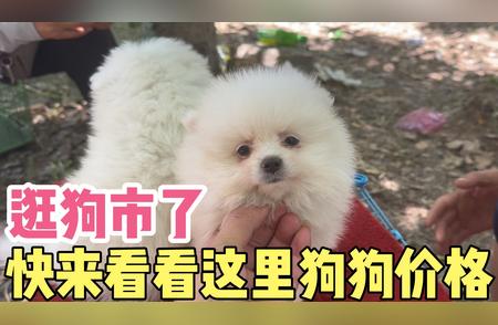 农村狗市：发现珍稀品种博美犬的好去处