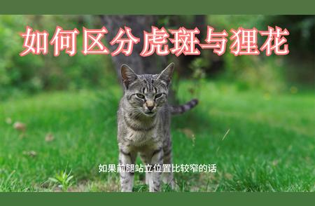 狸花猫与虎斑猫的独特特征比较