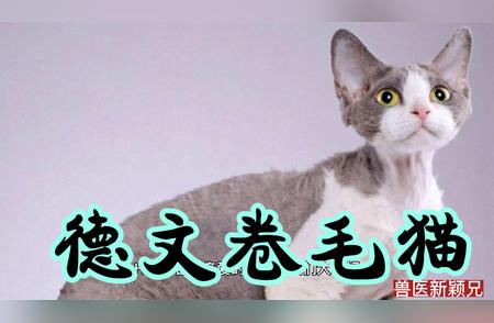 德文卷毛猫：自然卷发的魅力