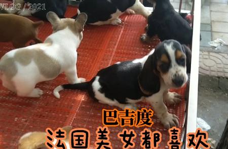 巴吉度猎犬的独特魅力