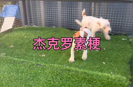 杰克罗素梗：揭秘超火梗类犬的魅力