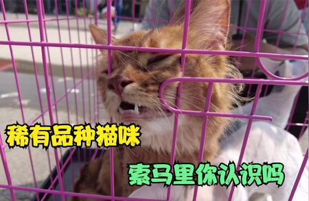 宠物市场丰富多样的猫咪品种解析