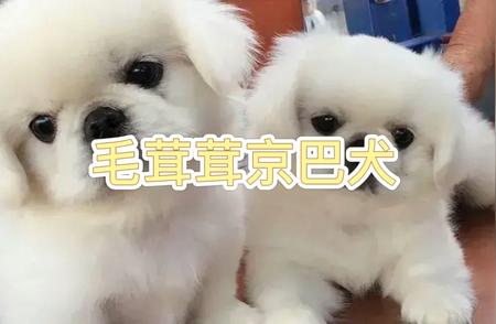 探索京巴犬的独特魅力