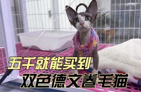 德文卷毛猫市场行情解析：五千元能否购得优质猫咪？