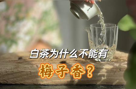 揭秘白茶香气之谜：为何缺少‘梅子香’？