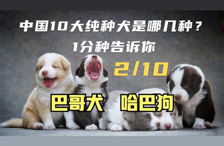 巴哥犬：特点、由来、传说全解析