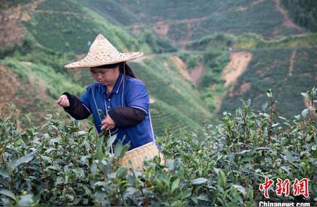 广西梧州六堡茶：香飘致富路，助力乡村振兴