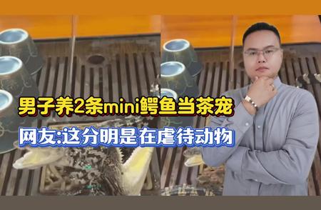 男子独特养宠方式：把mini鳄鱼当茶宠照料