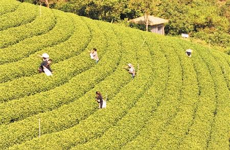 秋茶飘香：品尝季节的韵味