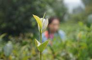 十分钟速成：小白如何快速了解普洱茶的基本知识