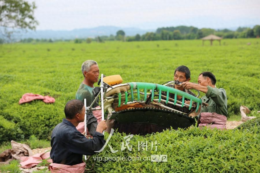 江西泰和：夏茶开采